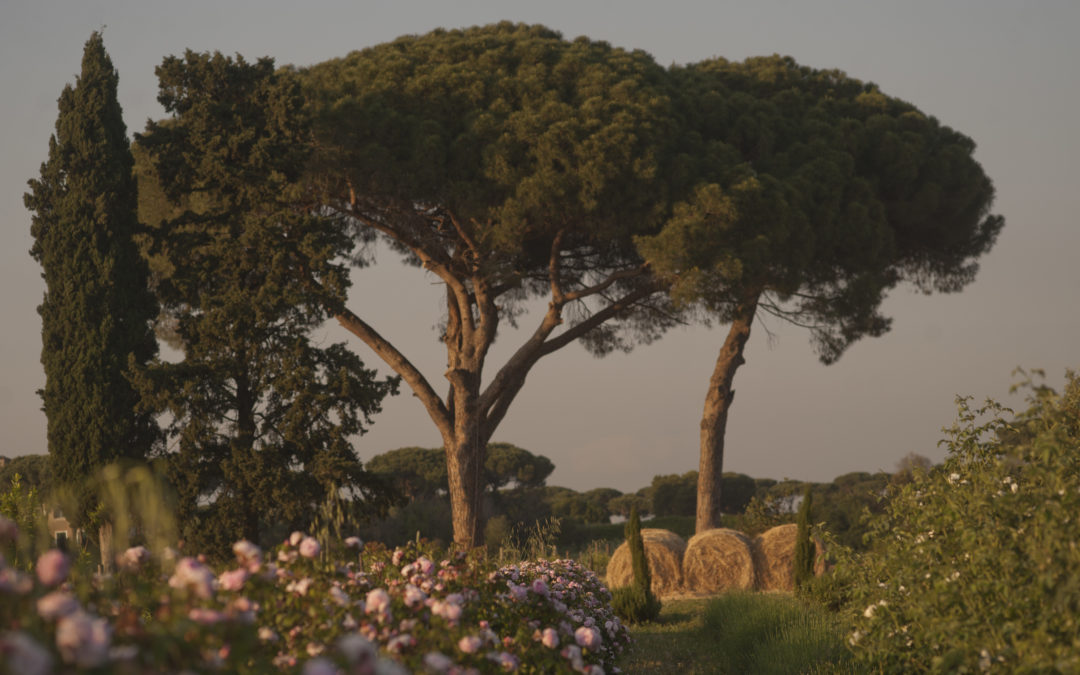 Tenuta Principe Alberico: un’oasi nel cuore di Roma